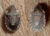Sciocoris sideritidis